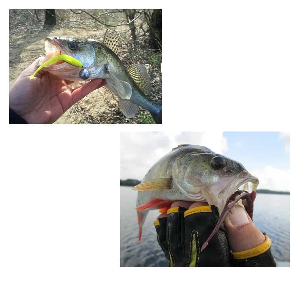 Plastic Tigertail Worm