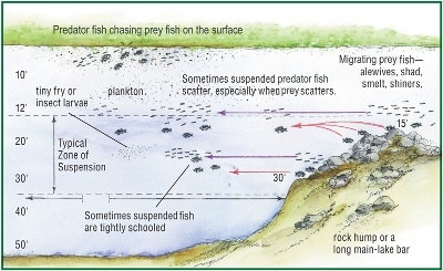 Structures drop off a largemouth bass fishing tip